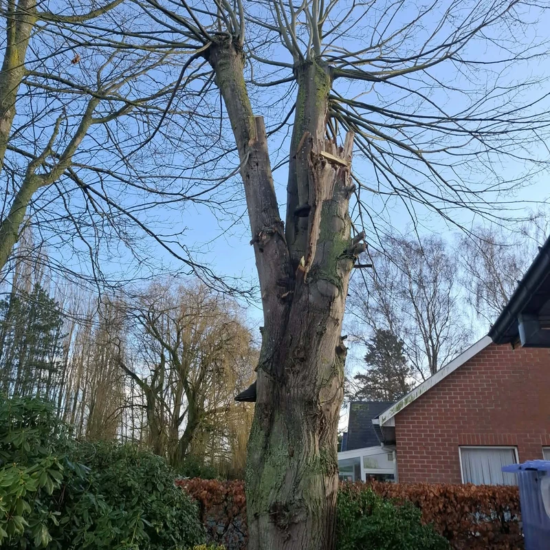 Service Petit élagage